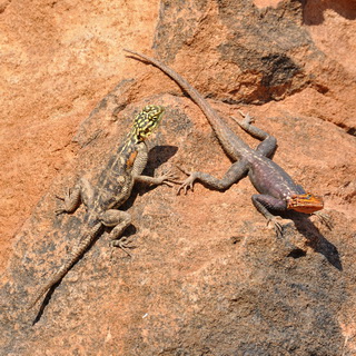 Twyfelfontein - Rock Agama